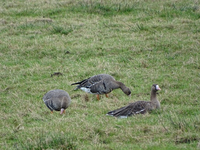 早年便因其 早年便因其