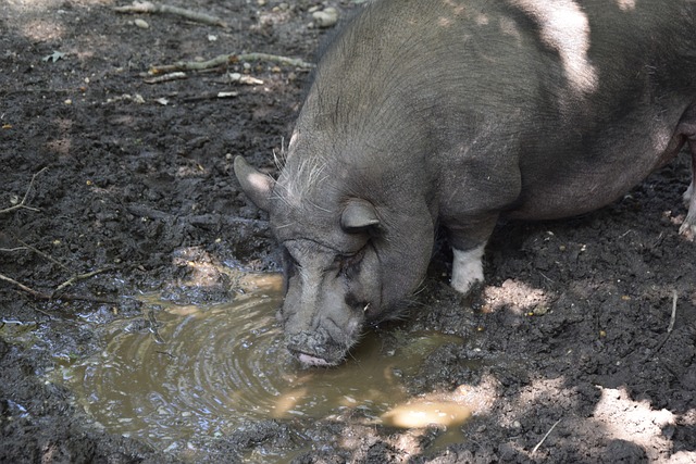 开马克莱莱 开马克莱莱